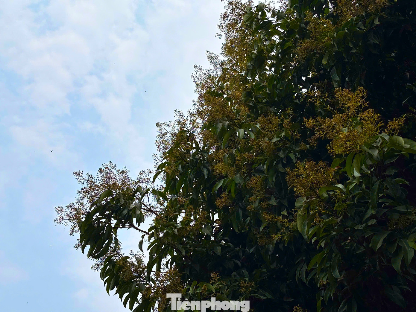 Với điều kiện tự nhiên, khí hậu thuận lợi, đặc biệt trên địa bàn có nhiều loài hoa, dược liệu quý, nhiều người dân đã phát triển nghề nuôi ong lấy mật, tạo ra vùng nguyên liệu mật ong chất lượng. Với điều kiện tự nhiên, khí hậu thuận lợi, đặc biệt trên địa bàn có nhiều loài hoa, dược liệu quý, nhiều người dân đã phát triển nghề nuôi ong lấy mật, tạo ra vùng nguyên liệu mật ong chất lượng.