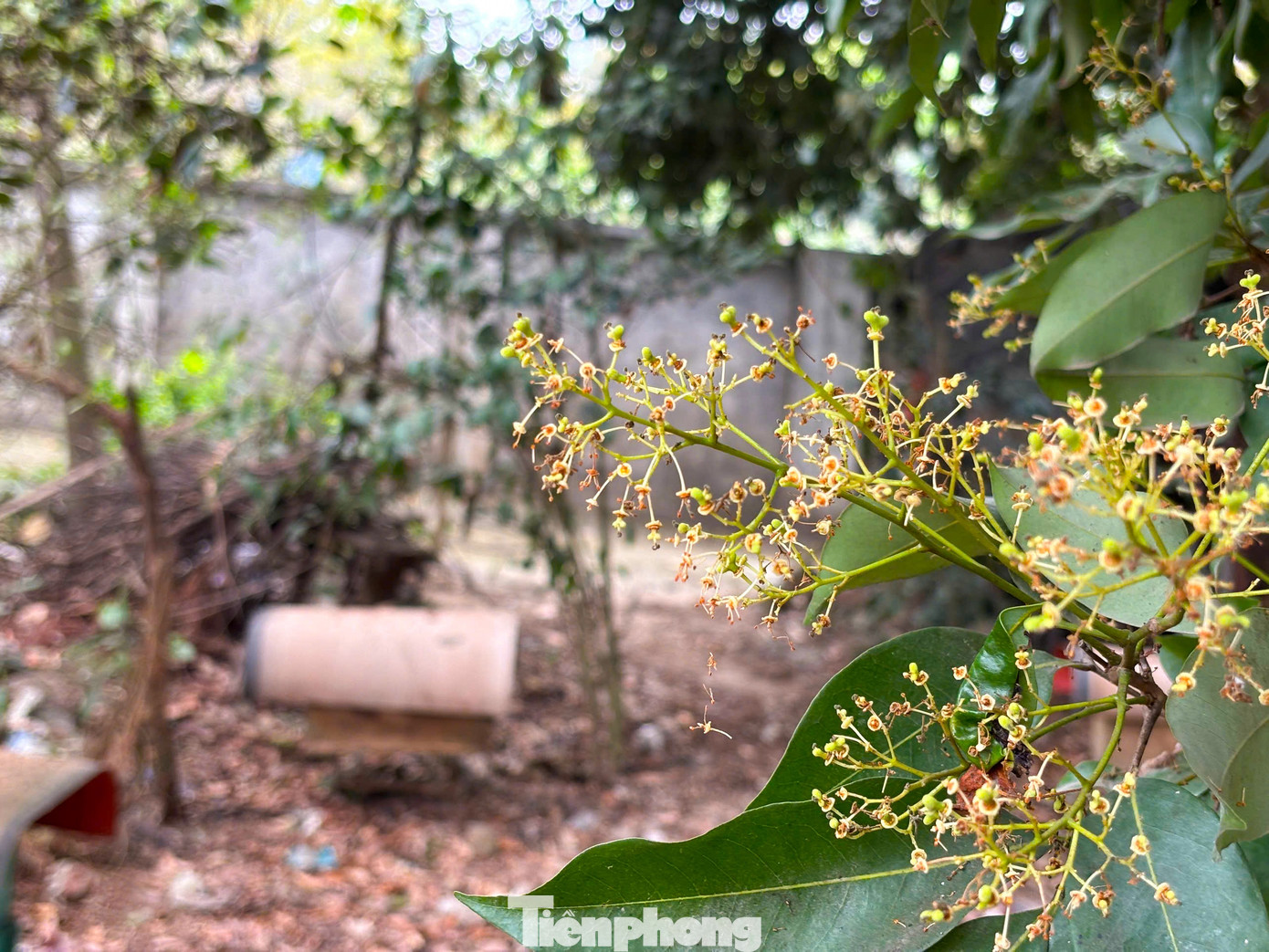 Các đàn ong tại đây có đặc tính riêng so với các vùng miền, đa số là ong tự nhiên được người dân thuần hóa, tạo chúa, chia đàn nên nghề nuôi ong đã mang lại hiệu quả kinh tế, thu nhập cao người dân. Các đàn ong tại đây có đặc tính riêng so với các vùng miền, đa số là ong tự nhiên được người dân thuần hóa, tạo chúa, chia đàn nên nghề nuôi ong đã mang lại hiệu quả kinh tế, thu nhập cao người dân.