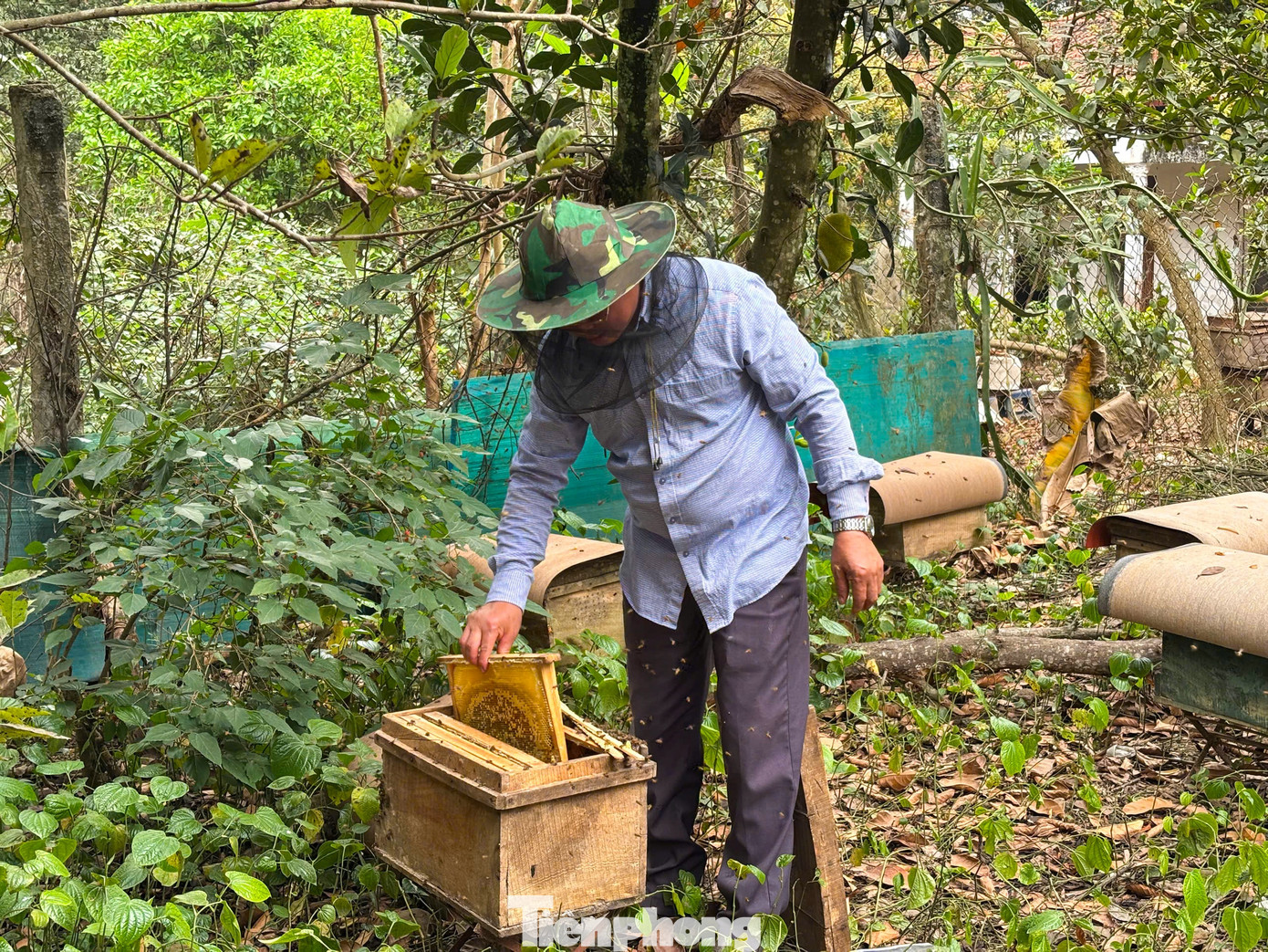 15 năm gắn bó với nghề nuôi ong lấy mật, anh Nguyễn Văn Sơn ở xã Phú Sơn (huyện Ba Vì, TP Hà Nội) đã sở hữu gần 500 đàn ong và thường xuyên tách đàn để gửi nuôi, bán cho bà con trong xã, các vùng lân cận. 15 năm gắn bó với nghề nuôi ong lấy mật, anh Nguyễn Văn Sơn ở xã Phú Sơn (huyện Ba Vì, TP Hà Nội) đã sở hữu gần 500 đàn ong và thường xuyên tách đàn để gửi nuôi, bán cho bà con trong xã, các vùng lân cận.
