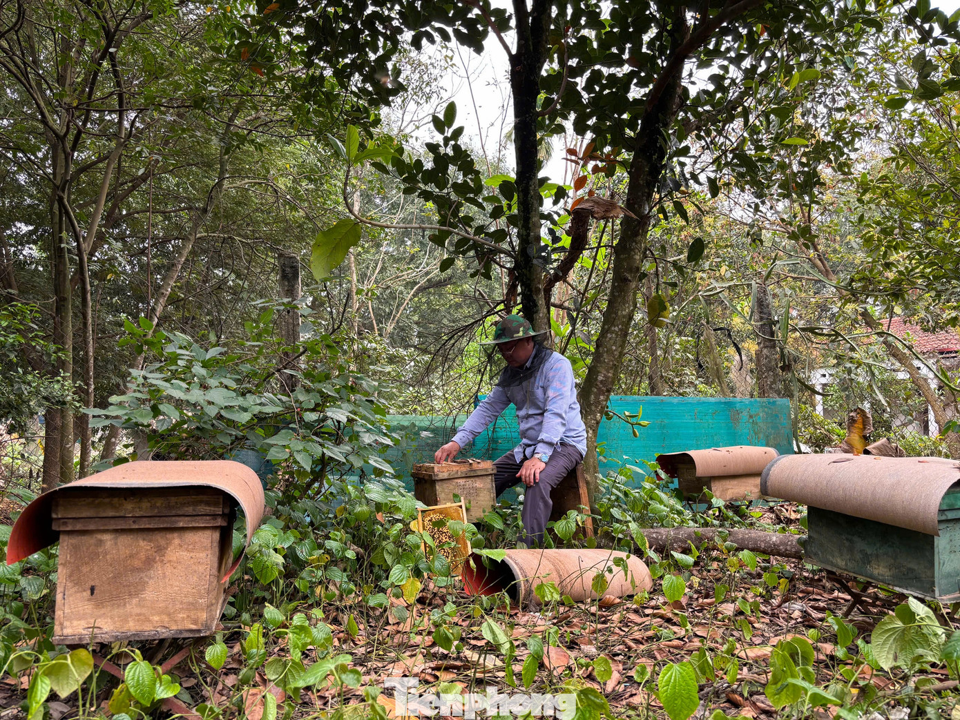 Những năm qua, với lợi thế về nguồn hoa dồi dào cùng số lượng diện tích đất rừng lớn, các cánh rừng dược liệu, cây ăn quả đã tạo cơ hội để nghề nuôi ong lấy mật phát triển ở nhiều địa phương huyện Ba Vì, TP Hà Nội. Những năm qua, với lợi thế về nguồn hoa dồi dào cùng số lượng diện tích đất rừng lớn, các cánh rừng dược liệu, cây ăn quả đã tạo cơ hội để nghề nuôi ong lấy mật phát triển ở nhiều địa phương huyện Ba Vì, TP Hà Nội.