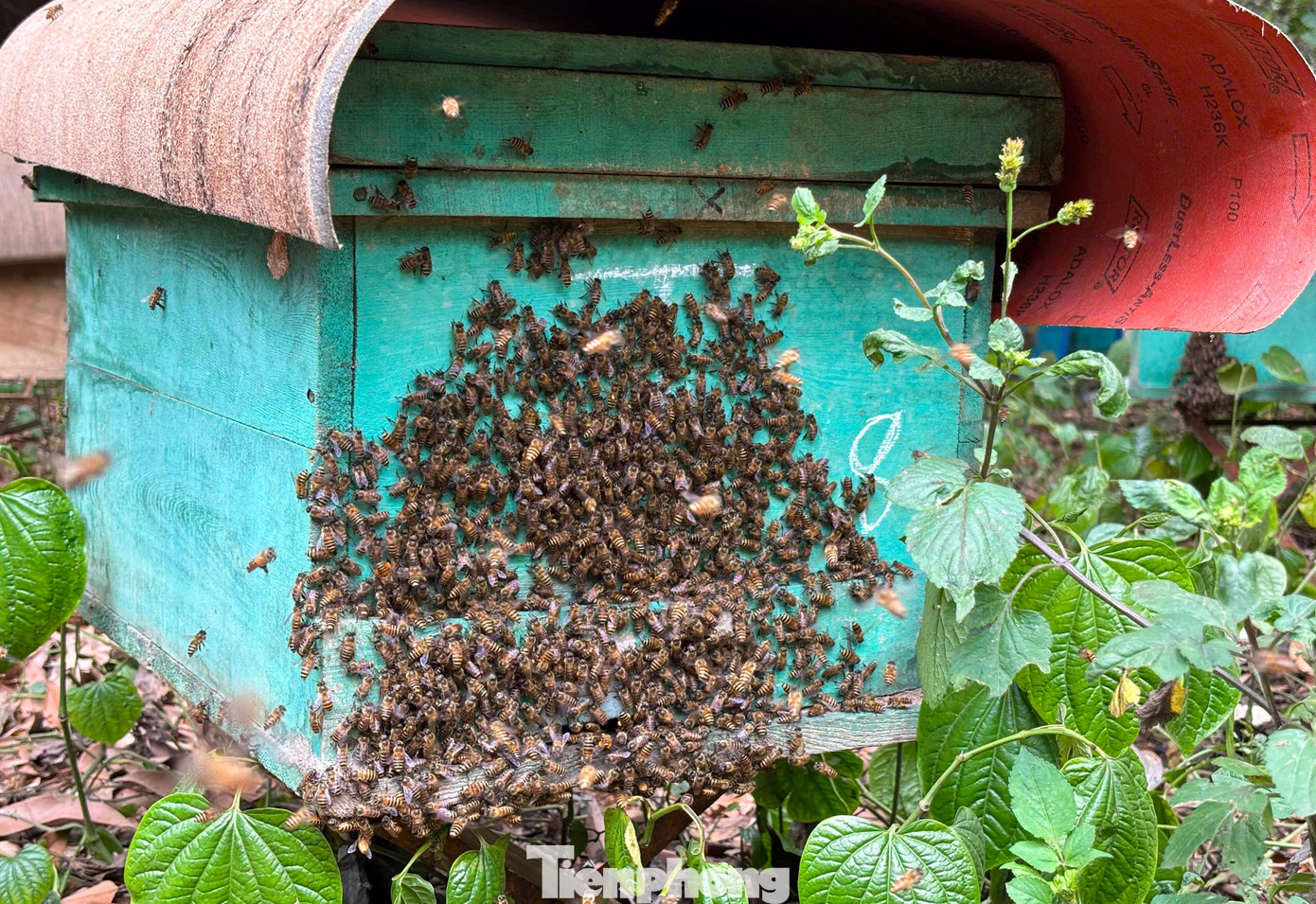 "Ban đầu, tôi chỉ tận dụng khu vườn của gia đình để nuôi vài bọng ong để lấy mật cho gia đình. Đến khi có mật, thấy hiệu quả nên tôi đã mở rộng, nhân đàn với mục đích lấy mật bán. Để duy trì đàn ong, hằng năm tôi phải đưa đàn ong đi khắp nơi để lấy mật. Nghề nuôi ong đã mang lại thu nhập bình quân từ 200 - 300 triệu đồng/năm cho gia đình tuỳ thuộc vào mùa hoa", anh Sơn cho biết. "Ban đầu, tôi chỉ tận dụng khu vườn của gia đình để nuôi vài bọng ong để lấy mật cho gia đình. Đến khi có mật, thấy hiệu quả nên tôi đã mở rộng, nhân đàn với mục đích lấy mật bán. Để duy trì đàn ong, hằng năm tôi phải đưa đàn ong đi khắp nơi để lấy mật. Nghề nuôi ong đã mang lại thu nhập bình quân từ 200 - 300 triệu đồng/năm cho gia đình tuỳ thuộc vào mùa hoa", anh Sơn cho biết.