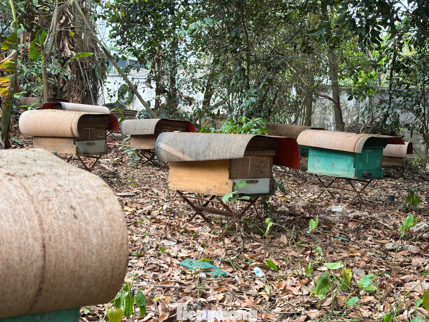 Người nuôi ong thường nắm bắt các đặc tính của đàn ong như: quá trình xây tổ, chia đàn, am hiểu về mùa hoa nở, mùa ong đi lấy mật để chăm sóc, thu hoạch mật đảm bảo đàn ong khỏe mạnh, tạo sản lượng mật cao, chất lượng tốt. Người nuôi ong thường nắm bắt các đặc tính của đàn ong như: quá trình xây tổ, chia đàn, am hiểu về mùa hoa nở, mùa ong đi lấy mật để chăm sóc, thu hoạch mật đảm bảo đàn ong khỏe mạnh, tạo sản lượng mật cao, chất lượng tốt.