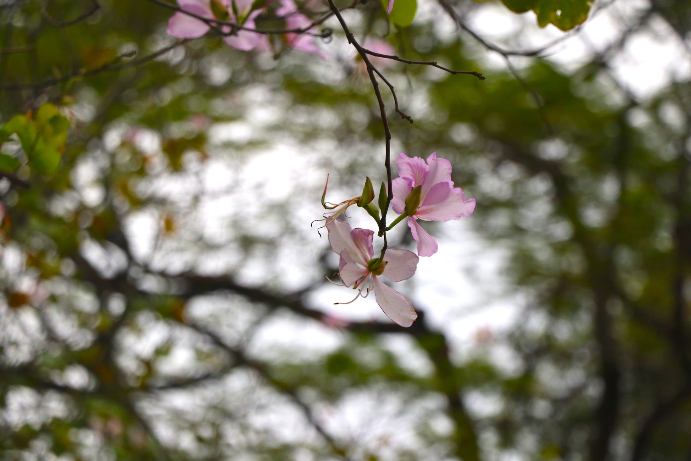 Sắc màu hoa ban mang lại hơi thở của núi rừng Tây Bắc, giúp các tuyến đường giữa lòng Thủ đô trở nên thơ mộng, cuốn hút người dân cũng như du khách khi đến Hà Nội. Sắc màu hoa ban mang lại hơi thở của núi rừng Tây Bắc, giúp các tuyến đường giữa lòng Thủ đô trở nên thơ mộng, cuốn hút người dân cũng như du khách khi đến Hà Nội.