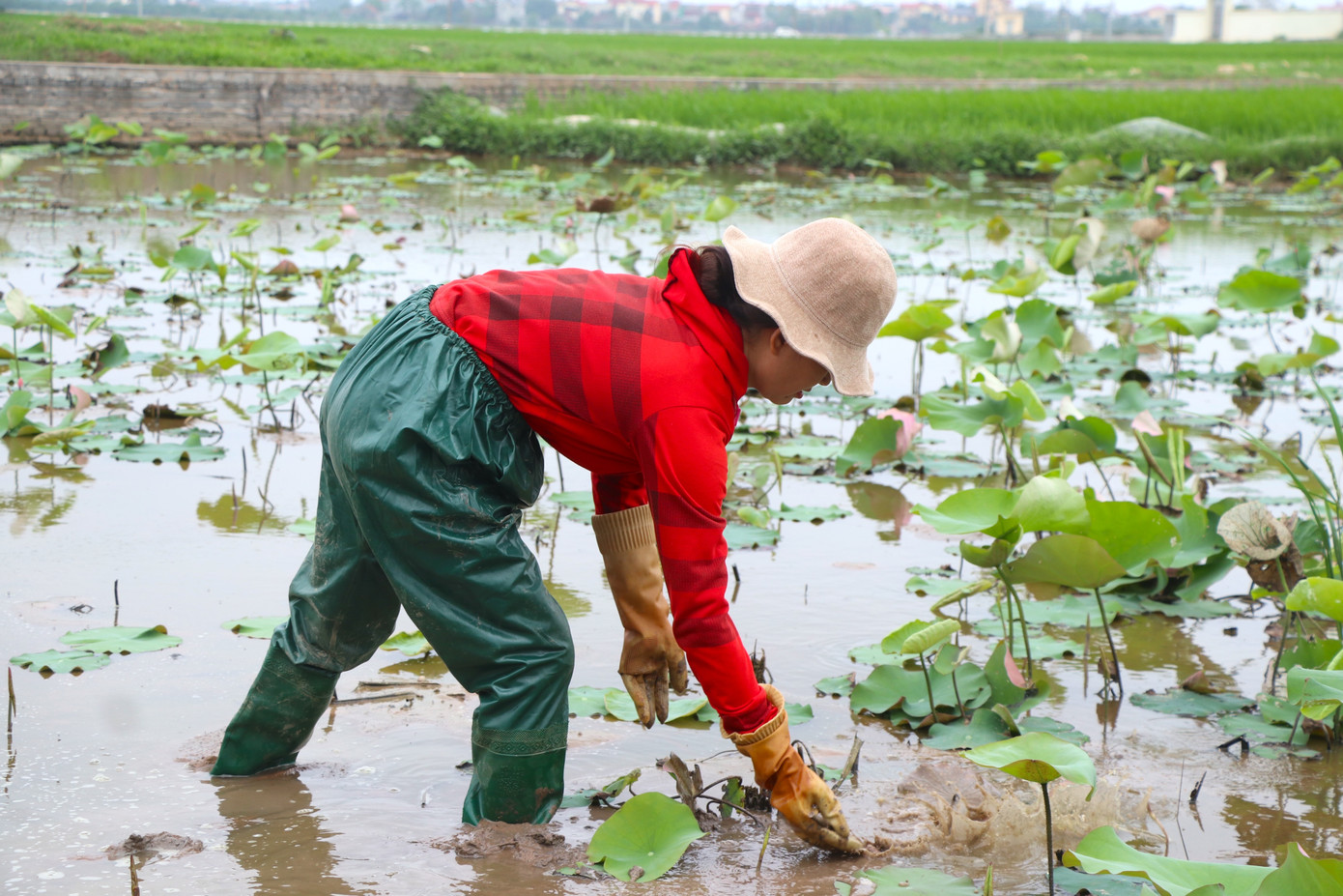 Thay vì trồng lúa, chị Thuỳ Dung (Vạn Thắng, Ba Vì) hiện đang có ba đầm gần 1ha chuyên để trồng và nhân giống sen. Theo chị Dung, sen đầu mùa được giá nhưng ít, khách đặt mua đôi khi phải từ chối do hoa chưa kịp nở để bán. Việc chăm sóc cho đầm sen cũng tốn nhiều kinh phí, công sức vì điều kiện miền bắc muốn gieo trồng sớm sẽ phải chọn giống tốt, chăm sóc kĩ lưỡng hơn nếu không sen sẽ khó phát triển, dễ bị sâu bệnh.