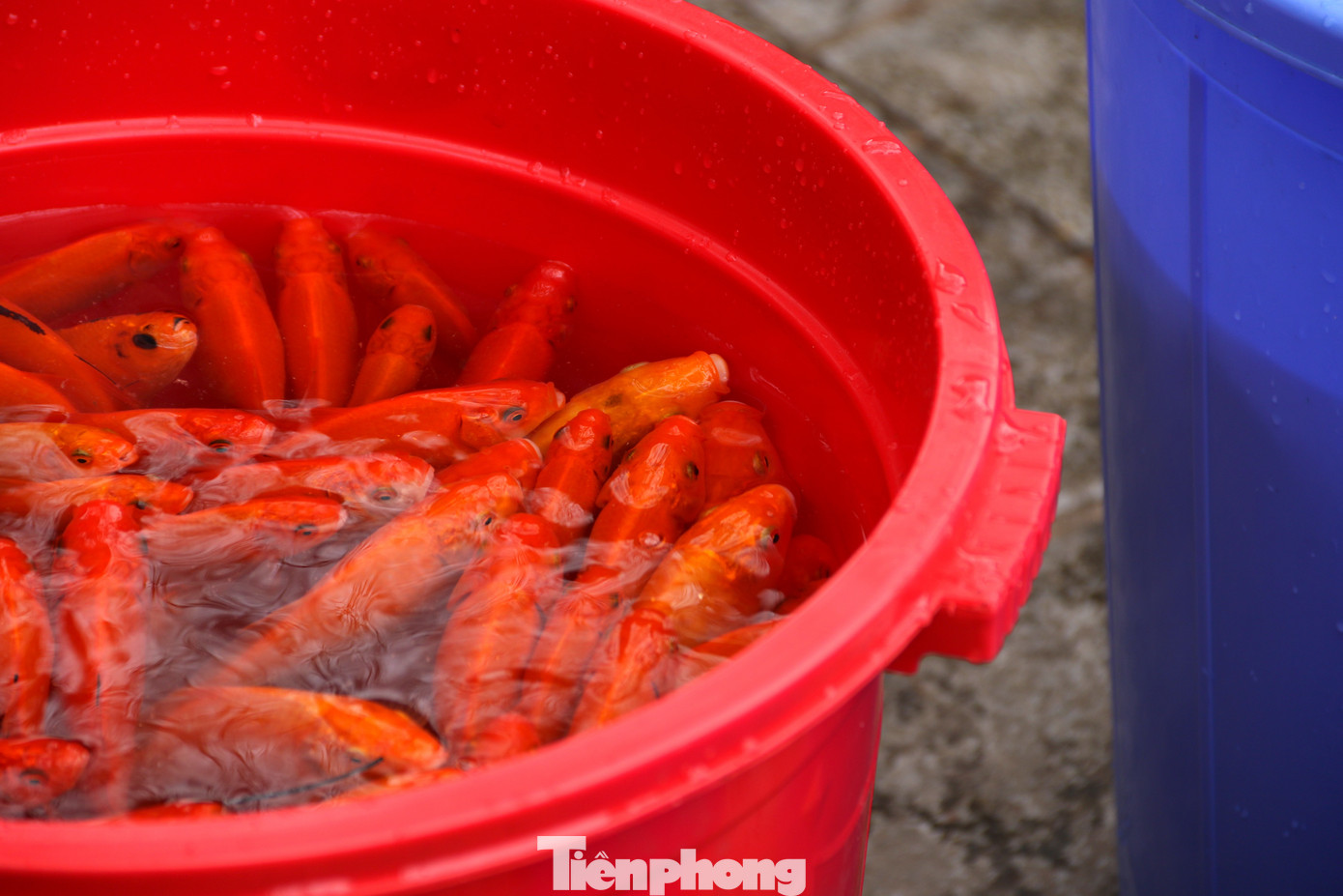 Để tránh tình trạng "thả cá, thả cả túi nilon" xuống các sông, hồ, ao trên địa bàn quận, đặc biệt khu vực hồ Tây, UBND quận Tây Hồ tổ chức hoạt động tuyên truyền, vận động người dân không thả cá xuống hồ Tây, nhặt rác thải, túi nilon sau khi người dân phóng sinh cá trong ngày ông Công, ông Táo trên địa bàn.