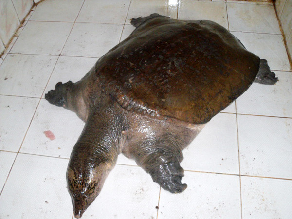 Con ba ba mà ông Nguyễn Bá Toàn bắt được là cua đinh. Ảnh: Tuấn Nguyễn. Con ba ba mà ông Nguyễn Bá Toàn bắt được là cua đinh. Ảnh: Tuấn Nguyễn