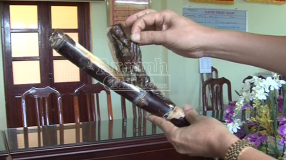 Thuốc phiện được cất giấu tinh vi trong khúc mía khoét ruột . Thuốc phiện được cất giấu tinh vi trong khúc mía khoét ruột