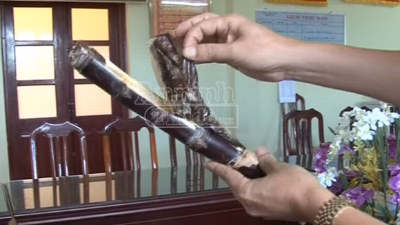 Thuốc phiện được cất giấu tinh vi trong khúc mía khoét ruột . Thuốc phiện được cất giấu tinh vi trong khúc mía khoét ruột