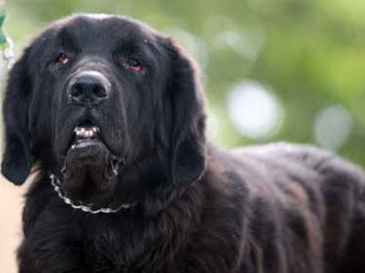 Một con chó ngao Tạng được gửi để huấn luyện tại Trung tâm PDS- Gia Lâm (Hà Nội), bộ lông xù đặc trưng đã phần nào bị rụng bớt đi