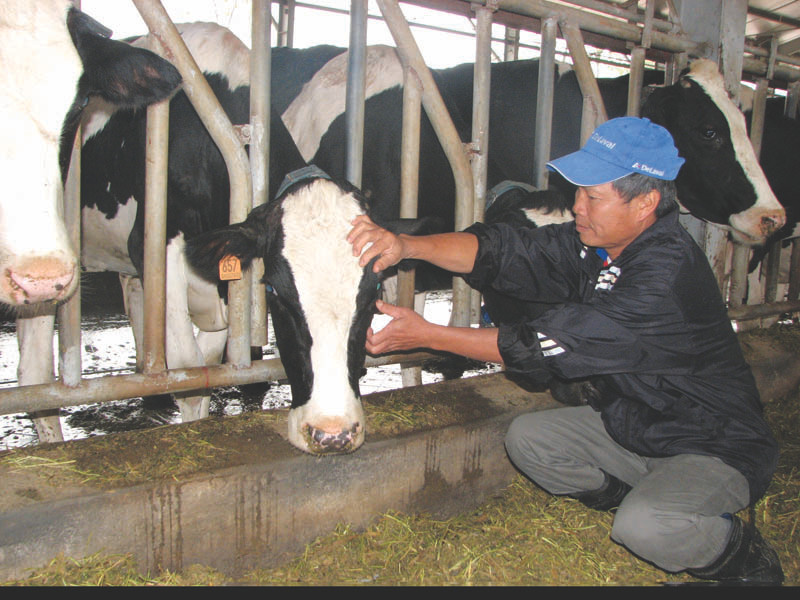 Ông Hùng kiểm tra mắt bò