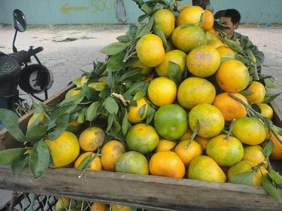 Những hoa quả Việt chịu án oan vì hàng Trung Quốc ảnh 1