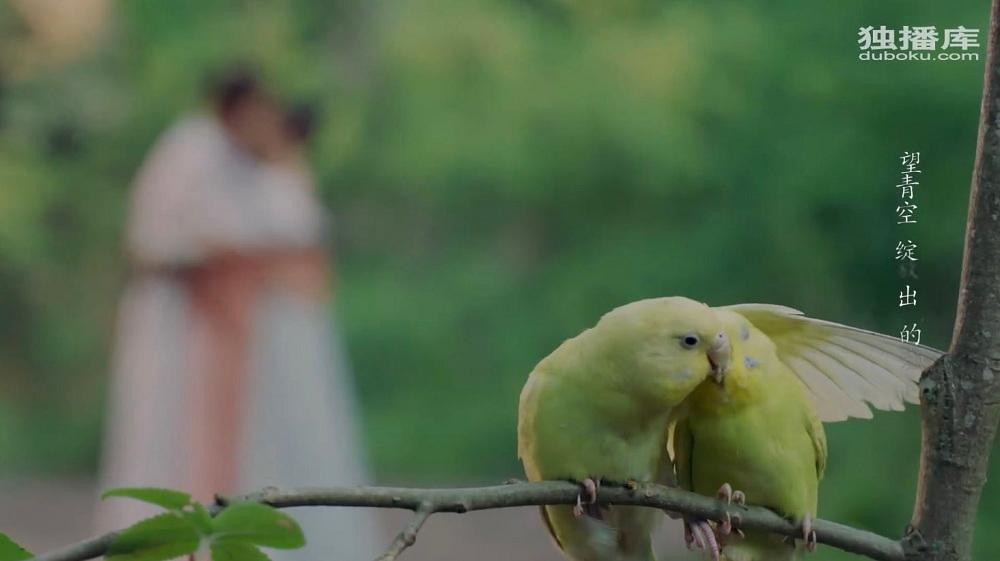 Đến hai chú chim thì nét HD, ủa ai mượn? Đến hai chú chim thì nét HD, ủa ai mượn?