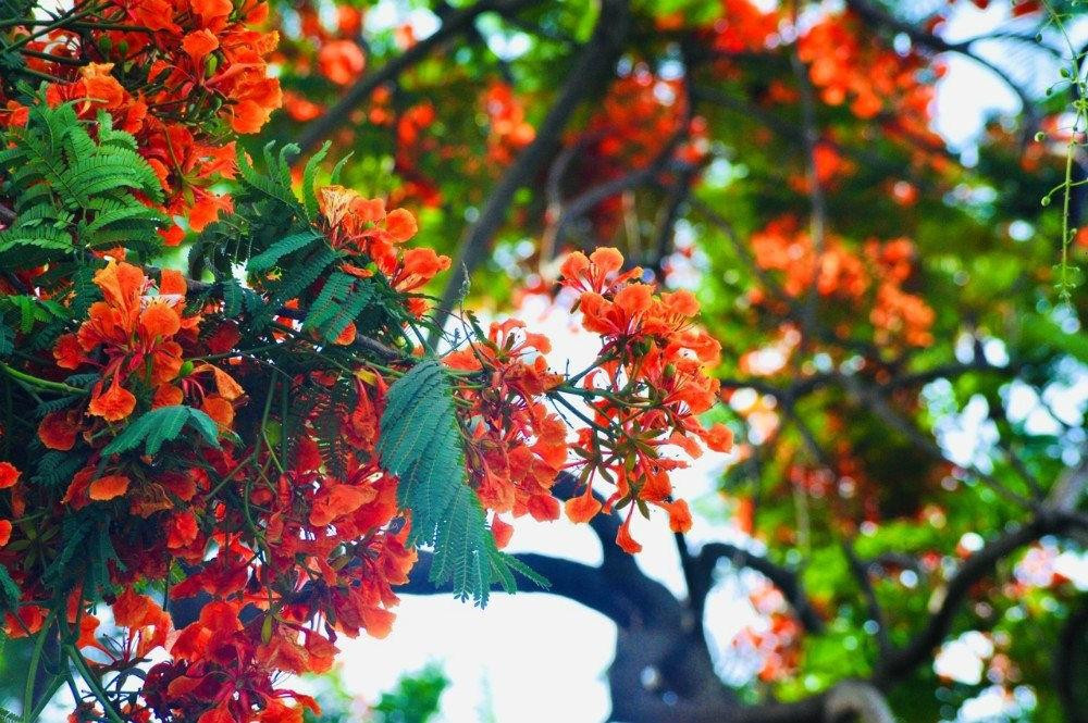 Phượng đỏ gắn với mùa Hè của tất cả chúng tôi. (Ảnh minh họa: Internet) Phượng đỏ gắn với mùa Hè của tất cả chúng tôi. (Ảnh minh họa: Internet)