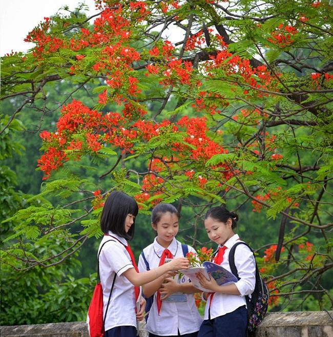 Nhụy phượng chơi chọi gà, cánh phượng ăn chua chua. (Ảnh minh họa: Internet) Nhụy phượng chơi chọi gà, cánh phượng ăn chua chua. (Ảnh minh họa: Internet)