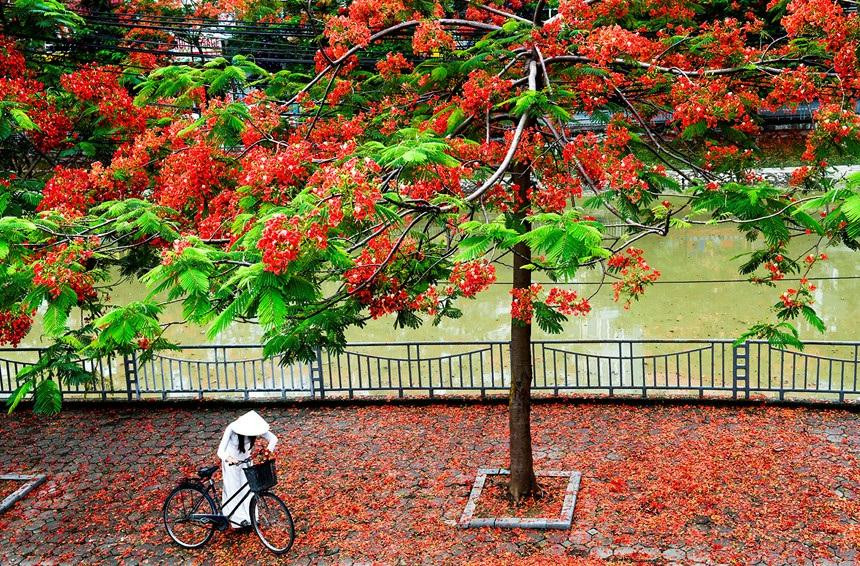 Phượng bao dung những trò nghịch và cả những dịu dàng học trò. (Ảnh minh họa: Internet) Phượng bao dung những trò nghịch và cả những dịu dàng học trò. (Ảnh minh họa: Internet)