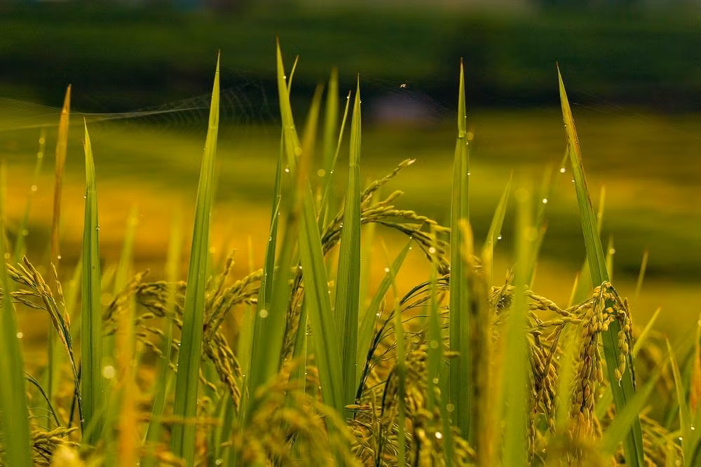 Ảnh: Nguyễn Duy Hoàng.