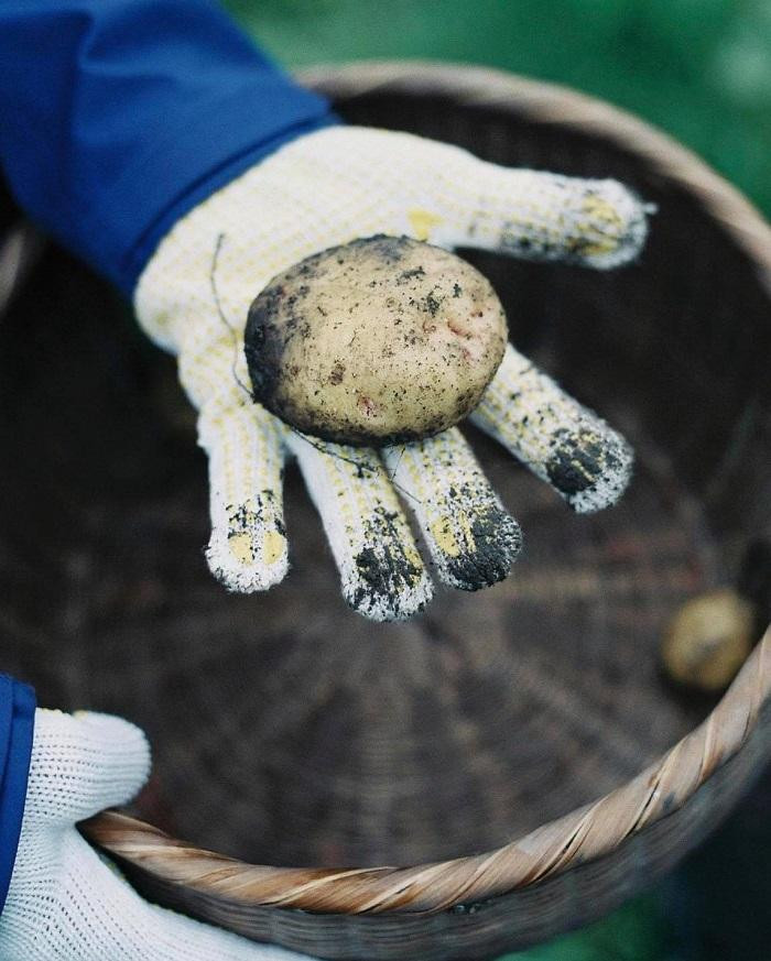 Có khi bố chỉ đứng lặng ngắm nhìn vườn rau be bé ấy. (Ảnh minh họa: IG@kamo_san2) Có khi bố chỉ đứng lặng ngắm nhìn vườn rau be bé ấy. (Ảnh minh họa: IG@kamo_san2)