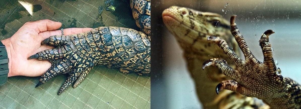 Móng vuốt loài cá sấu (trái) và loài thằn lằn (phải). Móng vuốt loài cá sấu (trái) và loài thằn lằn (phải).