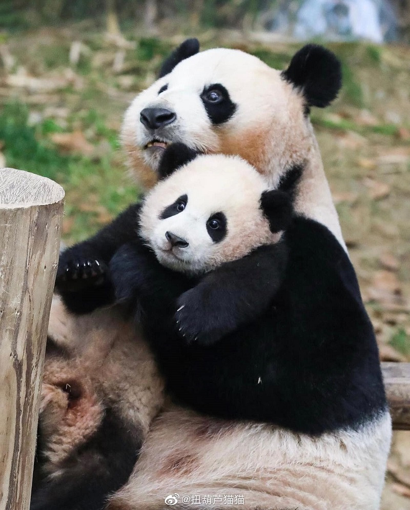 Fubao khi còn nhỏ trong vòng tay mẹ. Fubao khi còn nhỏ trong vòng tay mẹ.