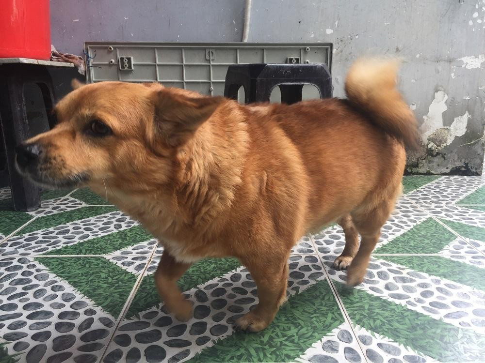 Chú ý nghe tiếng tui cào vuốt là biết shipper tới hay chưa nha "sen"! Chú ý nghe tiếng tui cào vuốt là biết shipper tới hay chưa nha "sen"!