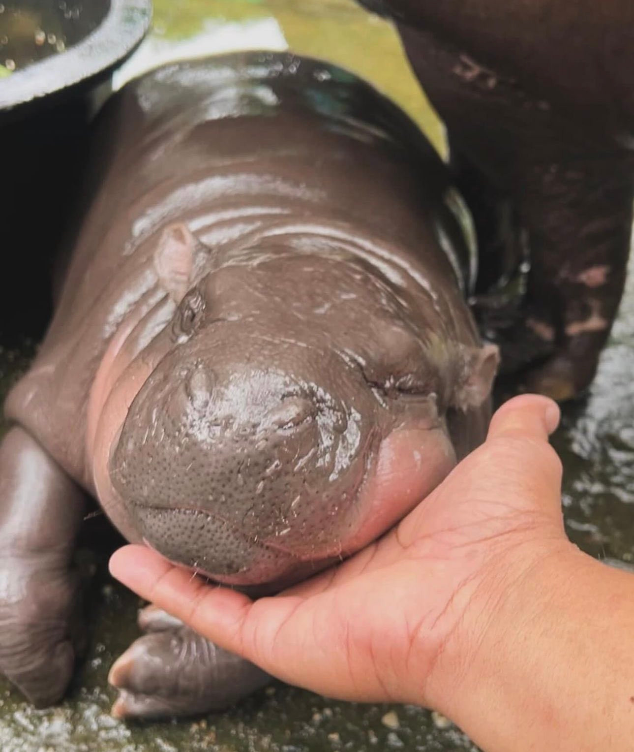 Ngủ gật. Ngủ gật.