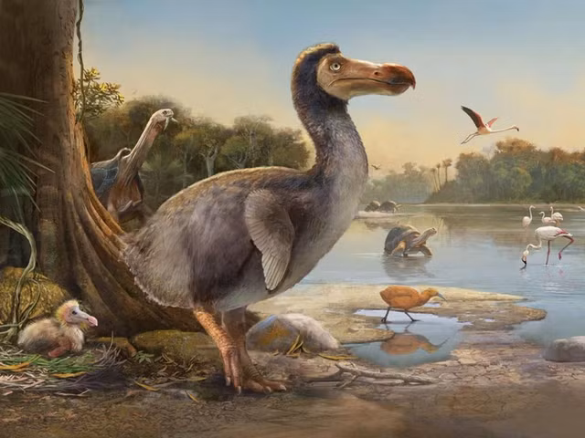 Chim Dodo trong nhận thức của dân Muggle.