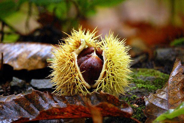 Hẹn một ngày lại cùng nhau nhặt dẻ nhé! (Ảnh minh họa: Pinterest) Hẹn một ngày lại cùng nhau nhặt dẻ nhé! (Ảnh minh họa: Pinterest)