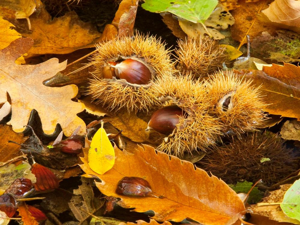 Khi cánh rừng hết màu trắng của hoa, biết rằng mùa quả dẻ đến. (Ảnh minh họa: Pinterest) Khi cánh rừng hết màu trắng của hoa, biết rằng mùa quả dẻ đến. (Ảnh minh họa: Pinterest)