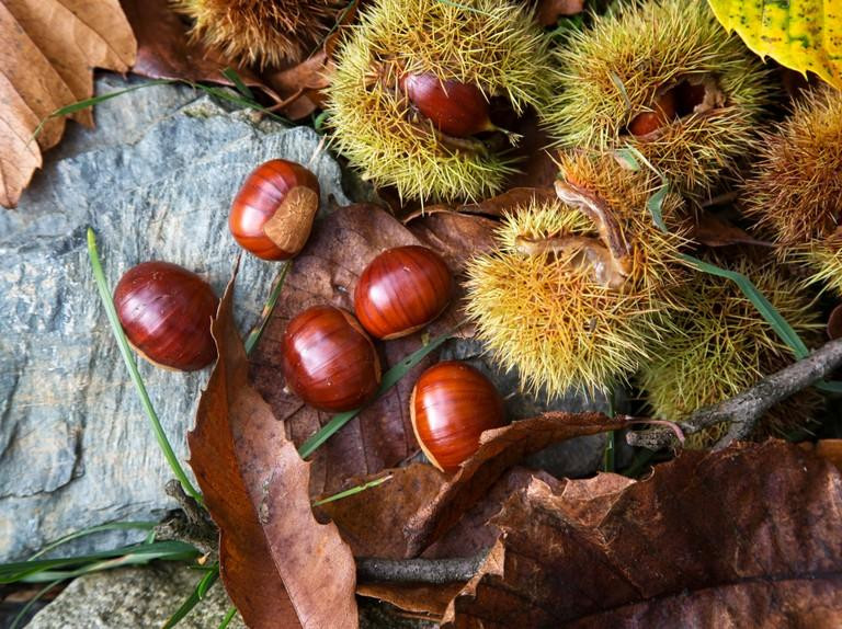 Để cánh rừng trong ký ức lại trắng hoa, nâu quả lần nữa. (Ảnh minh họa: Pinterest) Để cánh rừng trong ký ức lại trắng hoa, nâu quả lần nữa. (Ảnh minh họa: Pinterest)