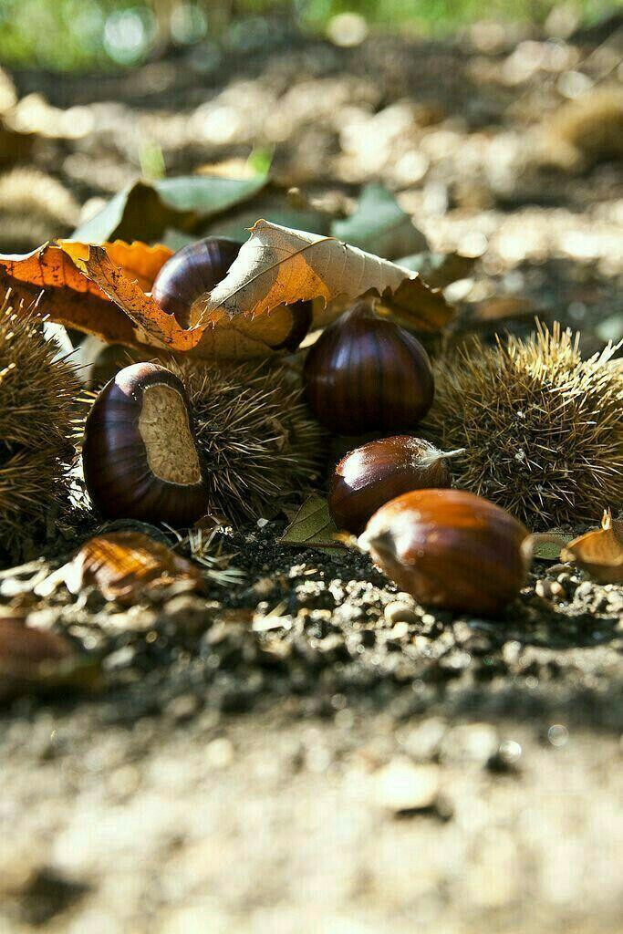 Chúng tôi mỗi người một túi nhặt dẻ cho vào. (Ảnh minh họa: Pinterest) Chúng tôi mỗi người một túi nhặt dẻ cho vào. (Ảnh minh họa: Pinterest)