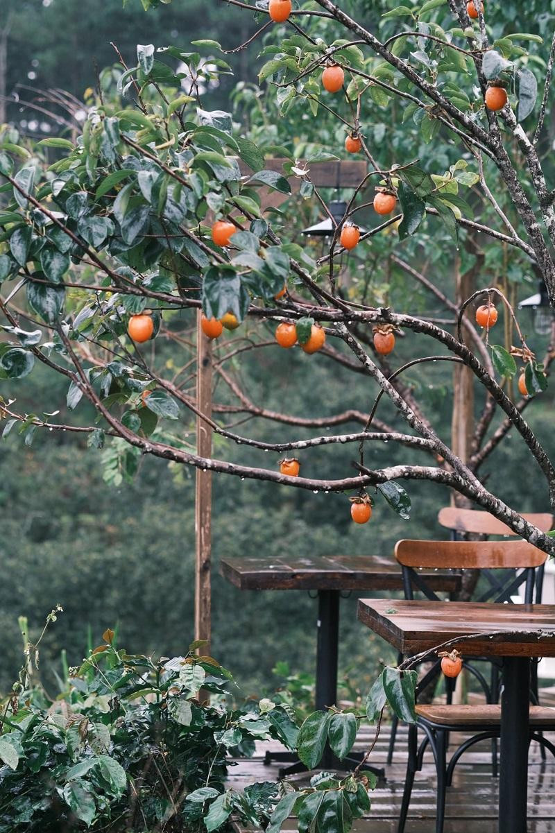 Ảnh: In The Forest.