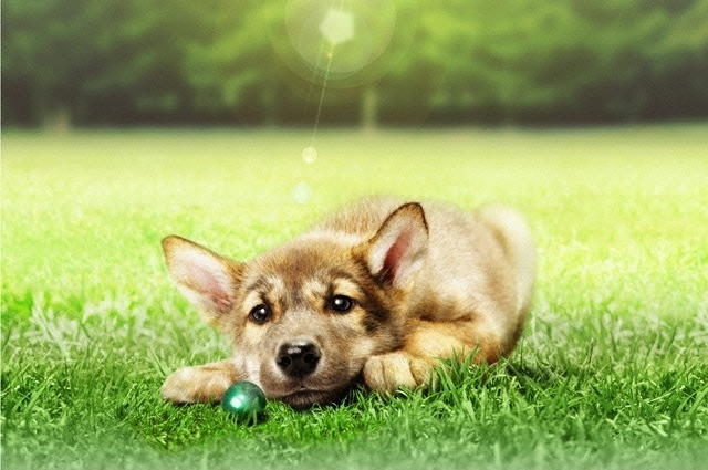 Ảnh minh họa: Phim A Tale Ululu's Wonder Forest. Ảnh minh họa: Phim A Tale Ululu's Wonder Forest.