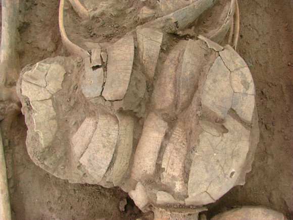 Chiếc mai rùa đặt trên thi thể người chết trong một nghi lễ chôn cất. Một chiếc mai rùa được tìm thấy cùng bộ hài cốt