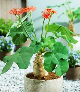 Ngô đồng là cây gì, vì sao ăn trái ngô đồng bị ngộ độc? ảnh 1