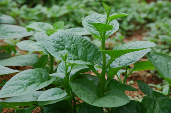 Thực phẩm giúp cơ thể giải nhiệt trong mùa hè ảnh 1