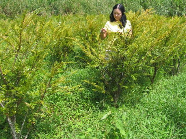 Thông đỏ trồng tại Cam Ly Thông đỏ trồng tại Cam Ly