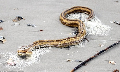 'Nổi gai ốc' thấy rắn khổng lồ trườn trên bờ biển ảnh 1
