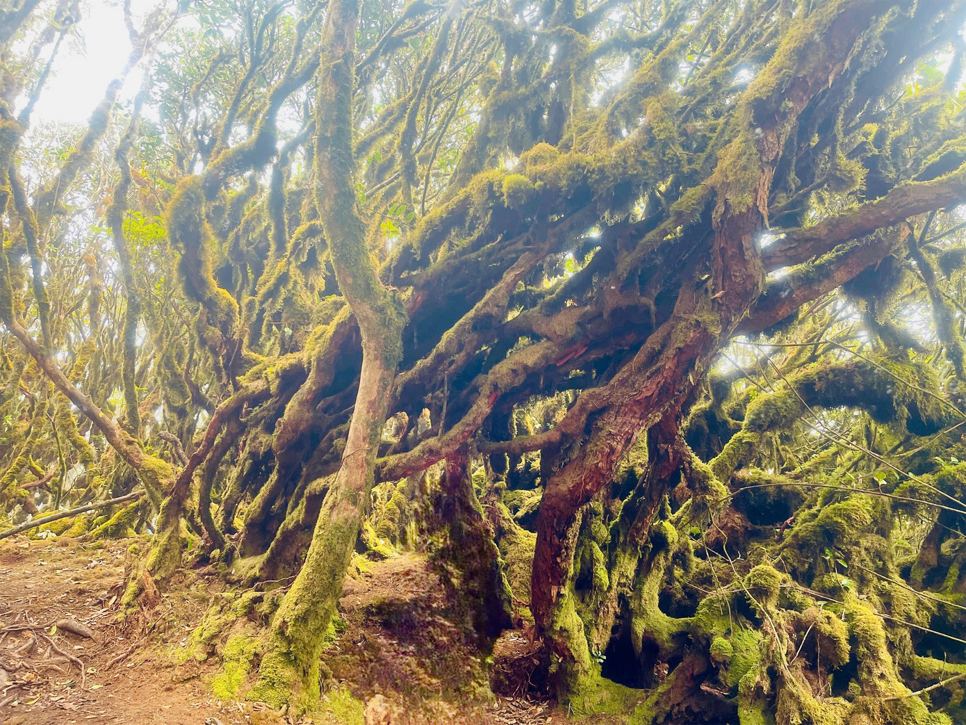 Tà Xùa hấp dẫn du khách là khu rừng rêu đầy ma mị, huyền bí được ví như vương quốc của loài rêu.