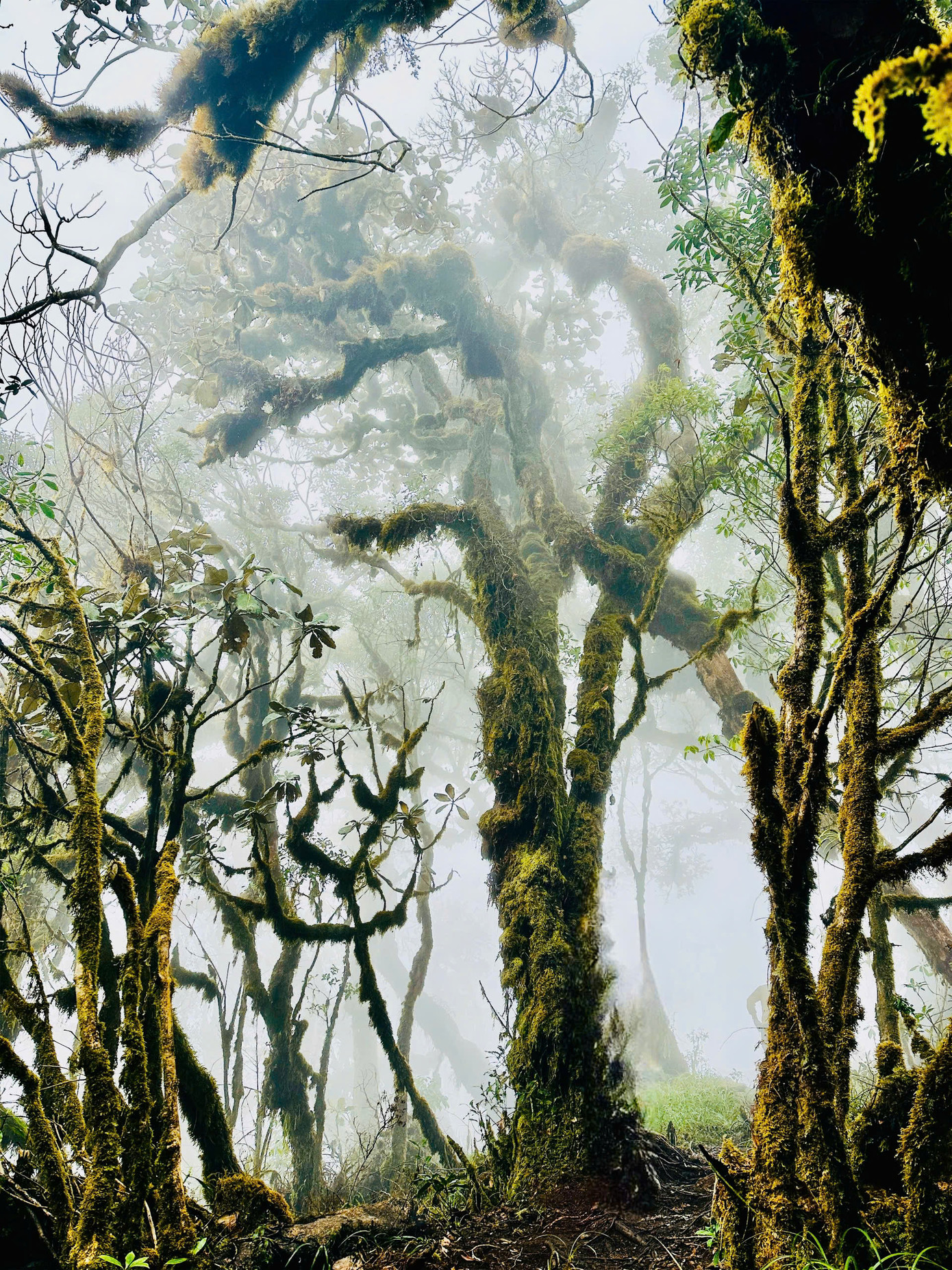 Cảnh rừng núi hùng vĩ, đẹp đến mê hoặc, tận hưởng sự trong lành của từng nhánh lá, dải rêu, một chuyến đi đến Tà Xùa sẽ là trải nghiệm khiến du khách nhớ mãi không quên.