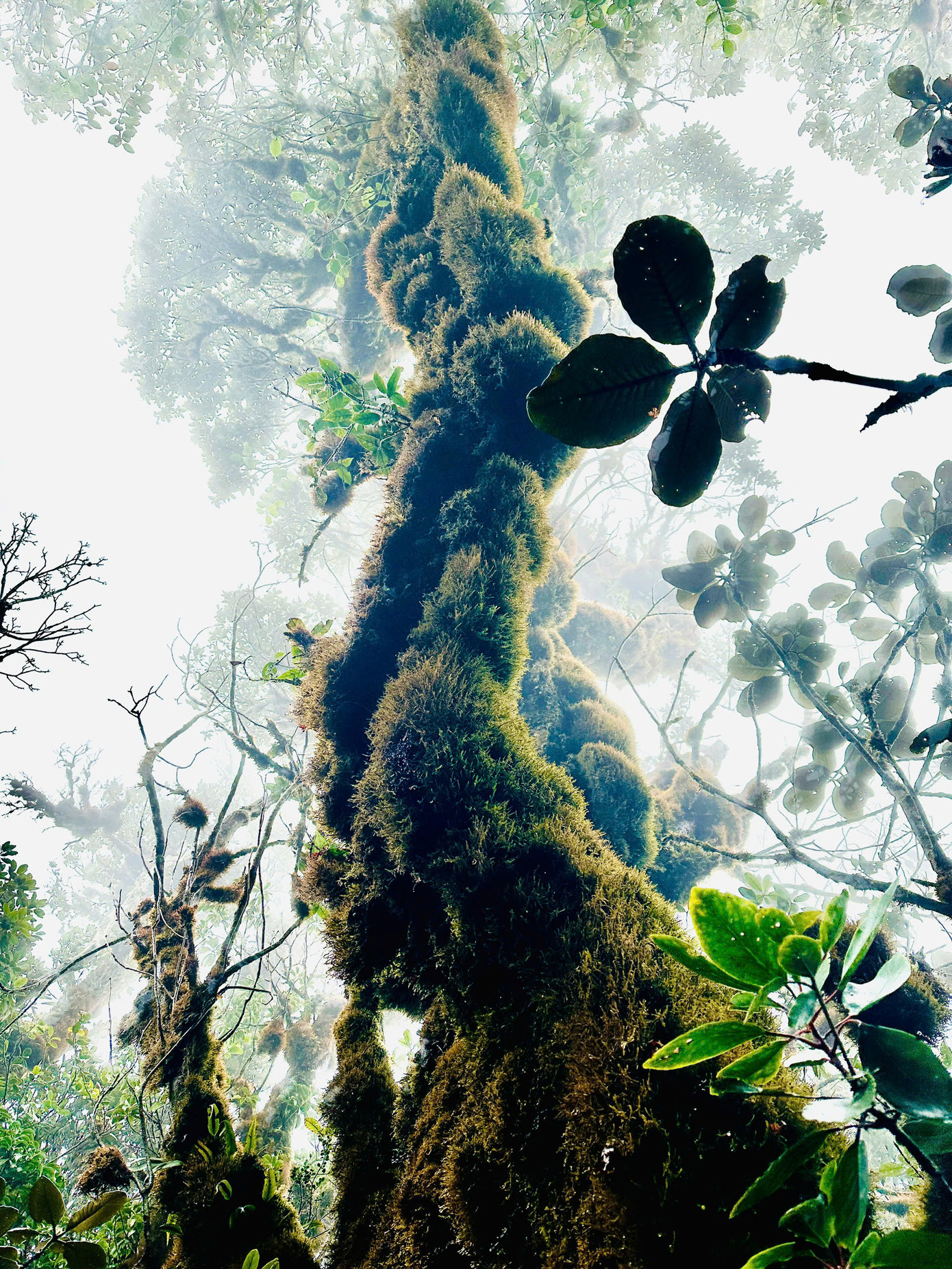 Du khách sẽ được tận mắt chiêm ngưỡng những thảm rêu bám đầy lối, từ dưới mặt đất đến các cành cây cổ thụ cao vút. Rêu với sắc xanh, thẫm màu hoặc ngả vàng ngự trị khắp không gian. Nhiều đoạn rêu phong bám kín cùng các loài cây dây leo chằng chịt tạo nên không gian vô cùng huyền bí.