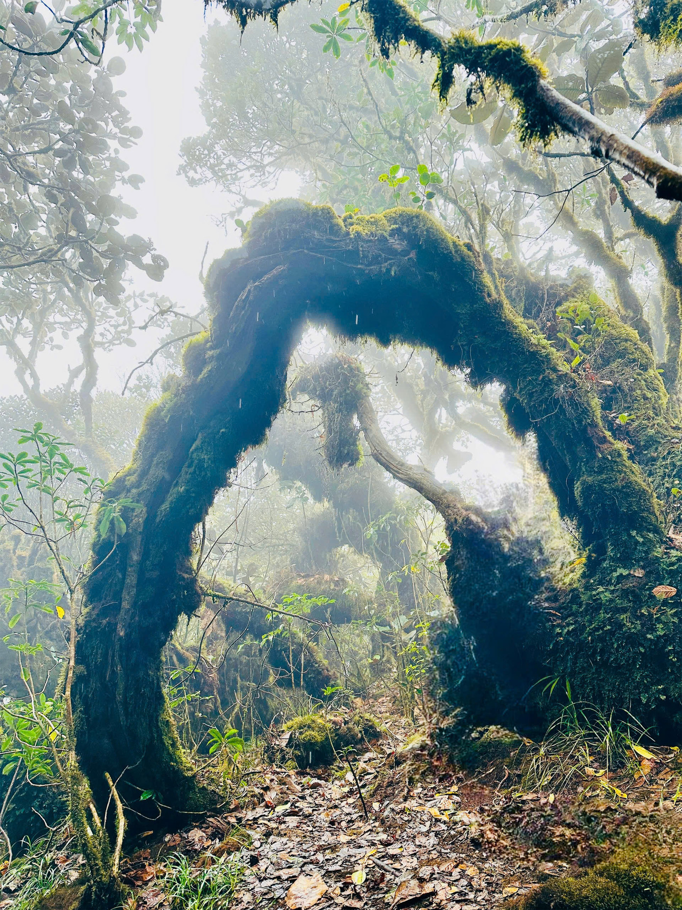 Du khách đi hết từ ngỡ ngàng ngàng này đến ngạc nhiên khác trên cung đường săn mây với vẻ đẹp sửng sốt của khu rừng nguyên sinh.
