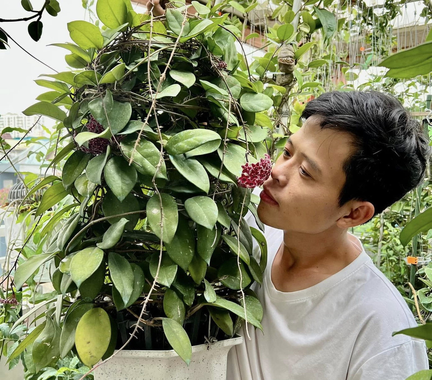 Mang về trồng, khi chậu hoa nở thành những chùm hình cầu với hoa 5 cánh thơm dịu, Phúc bị quyến rũ và bắt đầu tìm hiểu. Sau đó mới biết đó là loài hoa Cẩm Cù, tên tiếng Anh là Hoya, với mỗi giống mang một tên khoa học riêng. Mang về trồng, khi chậu hoa nở thành những chùm hình cầu với hoa 5 cánh thơm dịu, Phúc bị quyến rũ và bắt đầu tìm hiểu. Sau đó mới biết đó là loài hoa Cẩm Cù, tên tiếng Anh là Hoya, với mỗi giống mang một tên khoa học riêng.