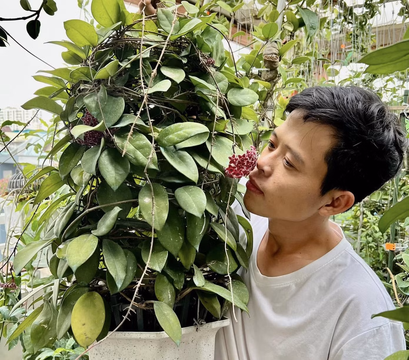 Mang về trồng, khi chậu hoa nở thành những chùm hình cầu với hoa 5 cánh thơm dịu, Phúc bị quyến rũ và bắt đầu tìm hiểu. Sau đó mới biết đó là loài hoa Cẩm Cù, tên tiếng Anh là Hoya, với mỗi giống mang một tên khoa học riêng.