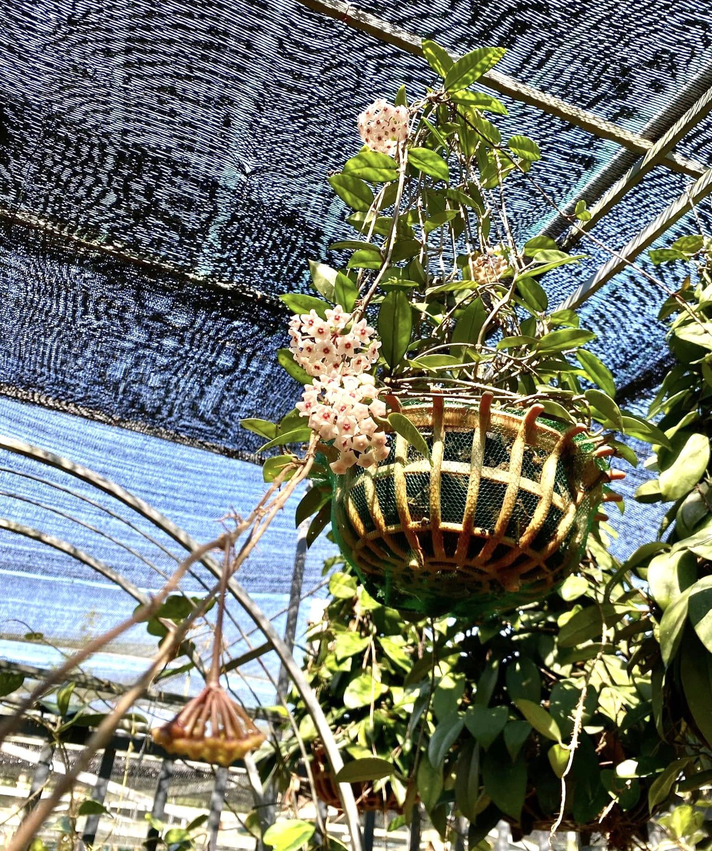 Thời gian đầu bắt tay vào làm, Phúc thiếu kinh nghiệm chăm sóc nên nhiều cây Cẩm Cù chết ngay sau khi trồng. Không chùn bước, chàng trai 9x kiên trì học hỏi qua sách vở và các “tiền bối” trong nghề để tích lũy kinh nghiệm. Sau nhiều lần thử nghiệm, Phúc đã thành công trong việc nhân giống các loài cẩm cù. Thời gian đầu bắt tay vào làm, Phúc thiếu kinh nghiệm chăm sóc nên nhiều cây Cẩm Cù chết ngay sau khi trồng. Không chùn bước, chàng trai 9x kiên trì học hỏi qua sách vở và các “tiền bối” trong nghề để tích lũy kinh nghiệm. Sau nhiều lần thử nghiệm, Phúc đã thành công trong việc nhân giống các loài cẩm cù.