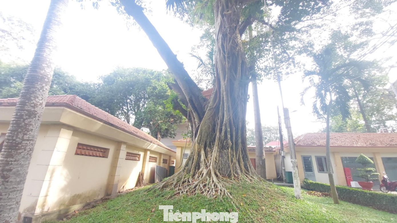 Thân cây lớn trong khuôn viên Trung tâm hành chính TP.Thủ Dầu Một.