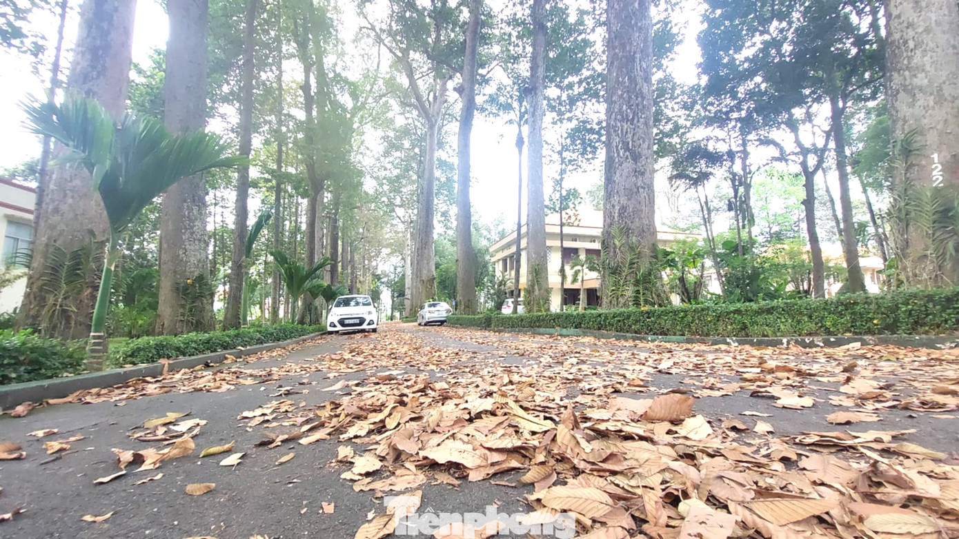 Những hàng cây cổ thụ trăm năm tuổi đang thay lá rơi xuống, nằm trên mặt đường nhựa trông rất đẹp.
