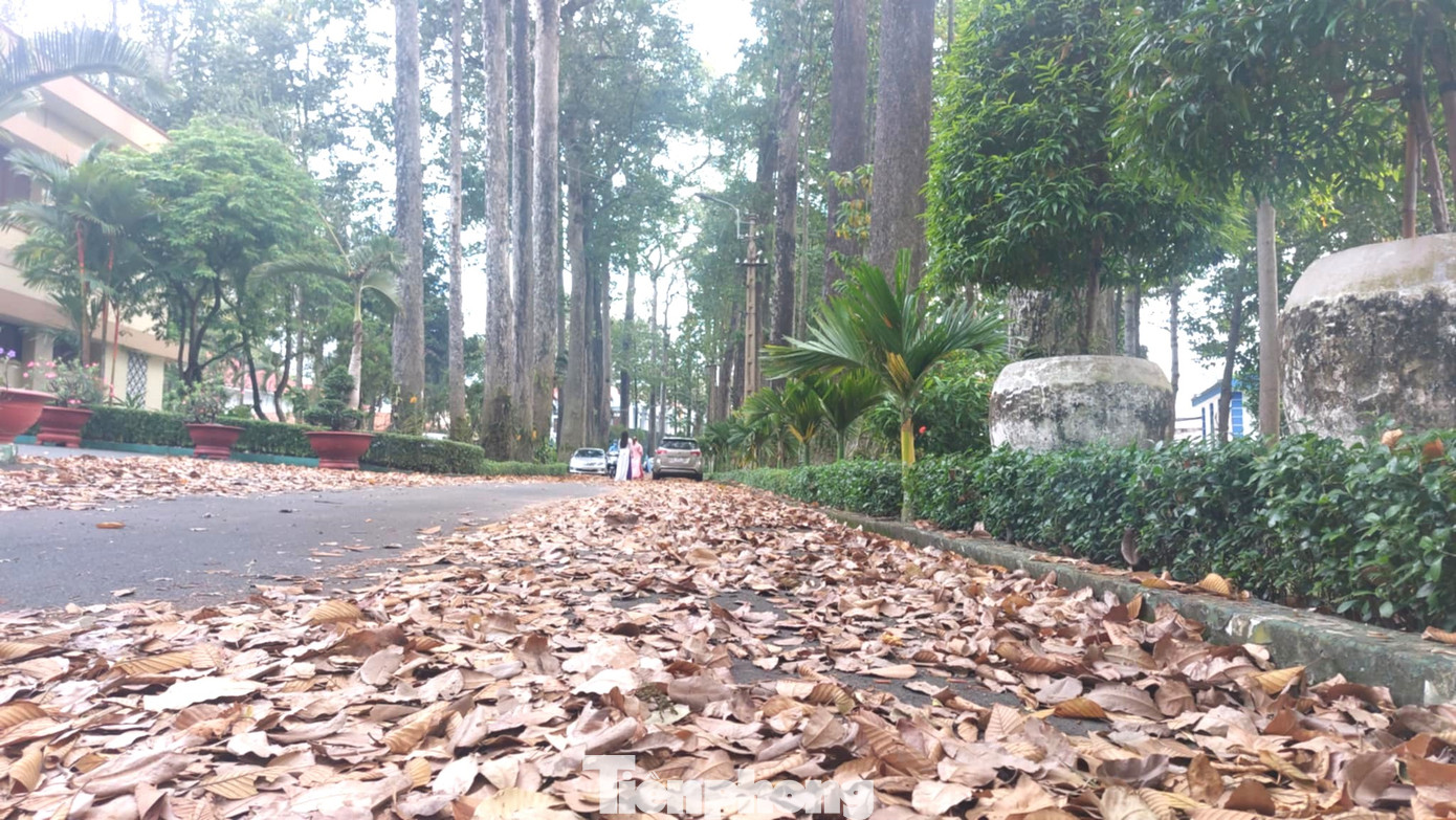 Hiện tại, quần thể cây ở 2 khu vực đang sinh trưởng và phát triển tốt, được UBND thành phố Thủ Dầu Một hợp đồng với Công ty TNHH MTV Công trình đô thị Bình Dương chăm sóc và bảo vệ.