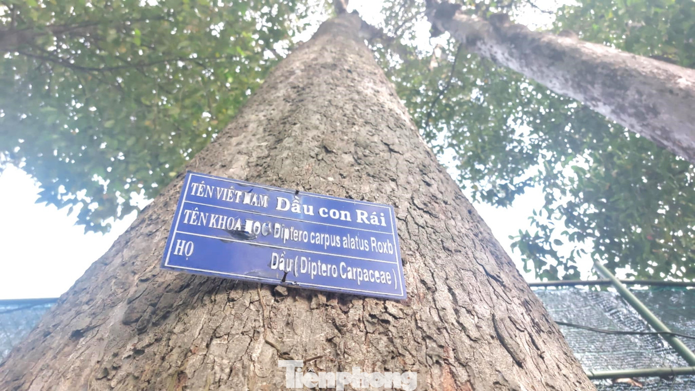 Cây cổ thụ được công nhận di sản đảm bảo mảng xanh đô thị góp phần bảo vệ tài nguyên thiên nhiên cho tất cả cán bộ, người dân, các tổ chức đoàn thể, học sinh, sinh viên các trường trong thành phố Thủ Dầu Một học tập, thực tập, nghiên cứu khoa học.