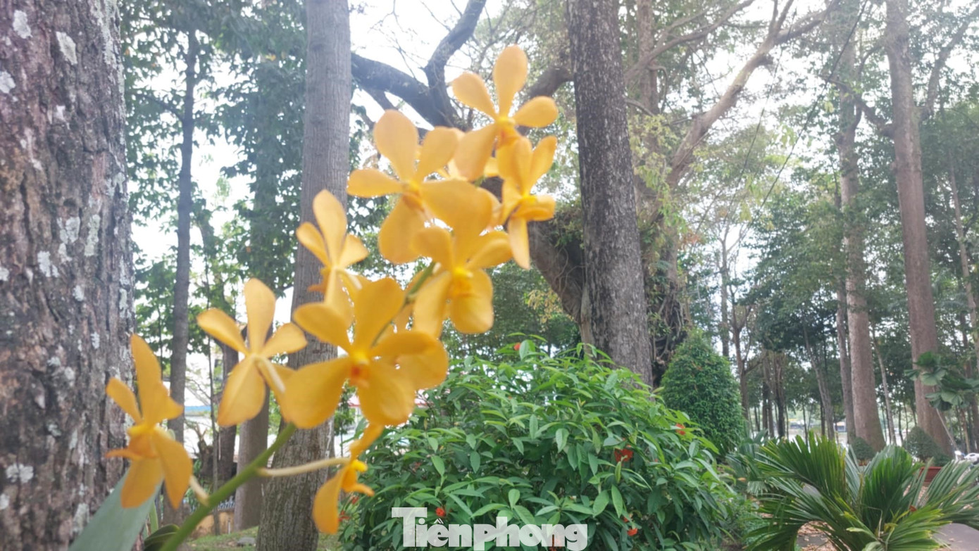 Có 2 quần thể cây Dầu rái tại khuôn viên Thành ủy Thủ Dầu Một có 29 cây và khuôn viên HĐND, UBND thành phố Thủ Dầu Một có 18 cây.