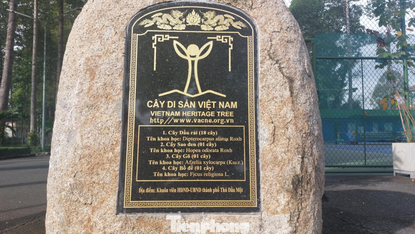 Đại diện lãnh đạo TP.Thủ Dầu Một cho biết, trong khuôn viên Trung tâm hành chính thành phố có hàng trăm cây cổ thụ, trong đó 53 cây đã được công nhận cây di sản Việt Nam.